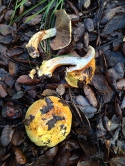 Cortinarius bergeronii