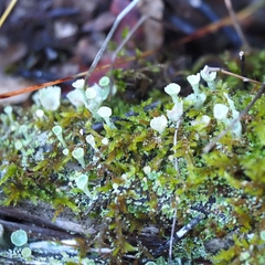 Cladonia pyxidata