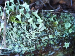 Cladonia pyxidata