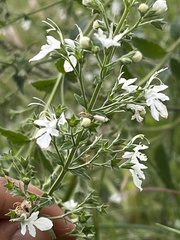 Teucrium corymbosum