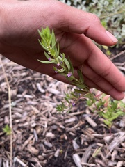 Lythrum hyssopifolia