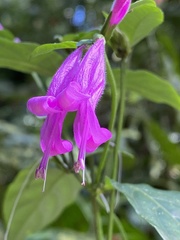 Hypoestes purpurea