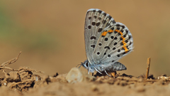 Pseudophilotes bavius