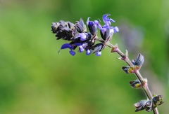 Salvia verbenaca