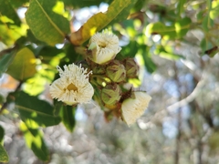 Angophora hispida
