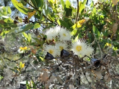Angophora hispida