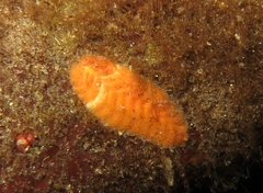 Gaudichaudius iphionelloides