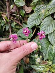 Kohleria inaequalis