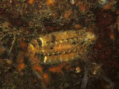 Gaudichaudius iphionelloides