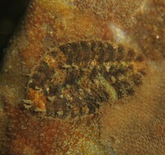 Gaudichaudius iphionelloides