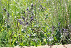 Salvia verbenaca