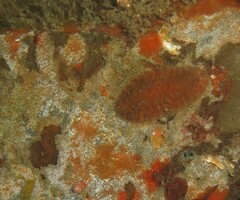 Gaudichaudius iphionelloides