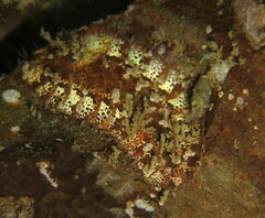 Gaudichaudius iphionelloides