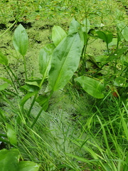 Alisma plantago-aquatica