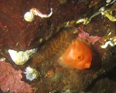 Gaudichaudius iphionelloides