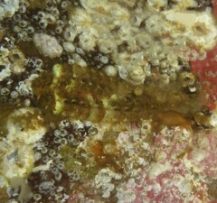 Gaudichaudius iphionelloides