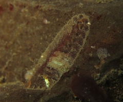 Gaudichaudius iphionelloides