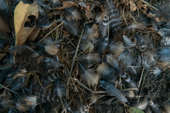 Charadriiformes