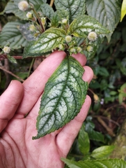 Kohleria inaequalis