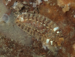 Gaudichaudius iphionelloides