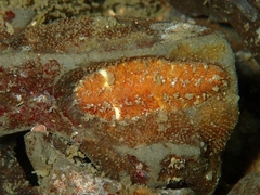 Gaudichaudius iphionelloides