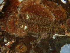 Gaudichaudius iphionelloides