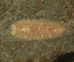 Gaudichaudius iphionelloides