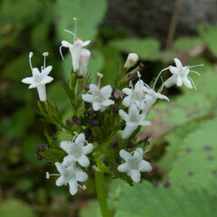 Valeriana sitchensis