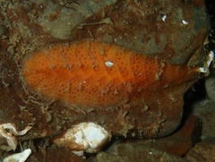 Gaudichaudius iphionelloides