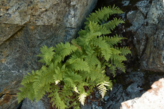 Athyrium americanum