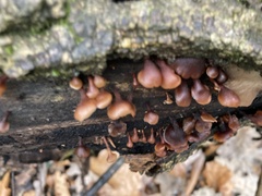Dacryopinax elegans