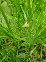 Elophila nymphaeata