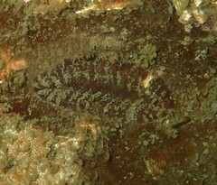 Gaudichaudius iphionelloides