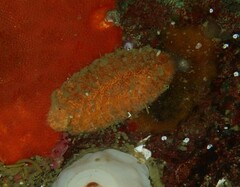 Gaudichaudius iphionelloides