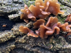 Dacryopinax elegans
