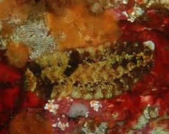 Gaudichaudius iphionelloides