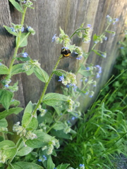 Bombus terrestris