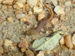 Sphaerodactylus molei
