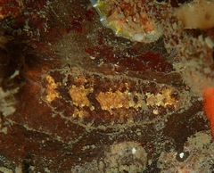 Gaudichaudius iphionelloides