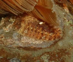 Gaudichaudius iphionelloides