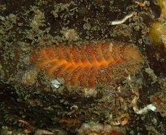 Gaudichaudius iphionelloides