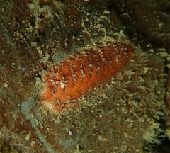 Gaudichaudius iphionelloides