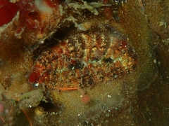 Gaudichaudius iphionelloides