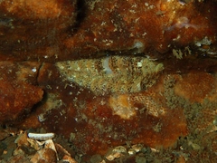 Gaudichaudius iphionelloides