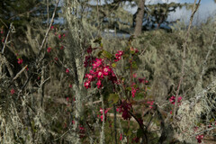 Ribes sanguineum