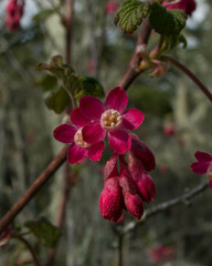 Ribes sanguineum