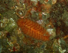 Gaudichaudius iphionelloides