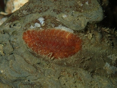 Gaudichaudius iphionelloides
