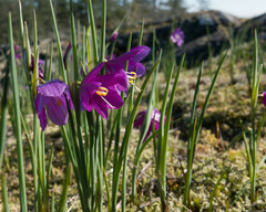 Olsynium douglasii