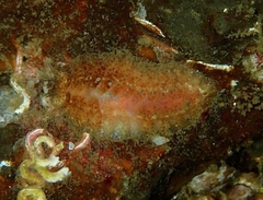 Gaudichaudius iphionelloides